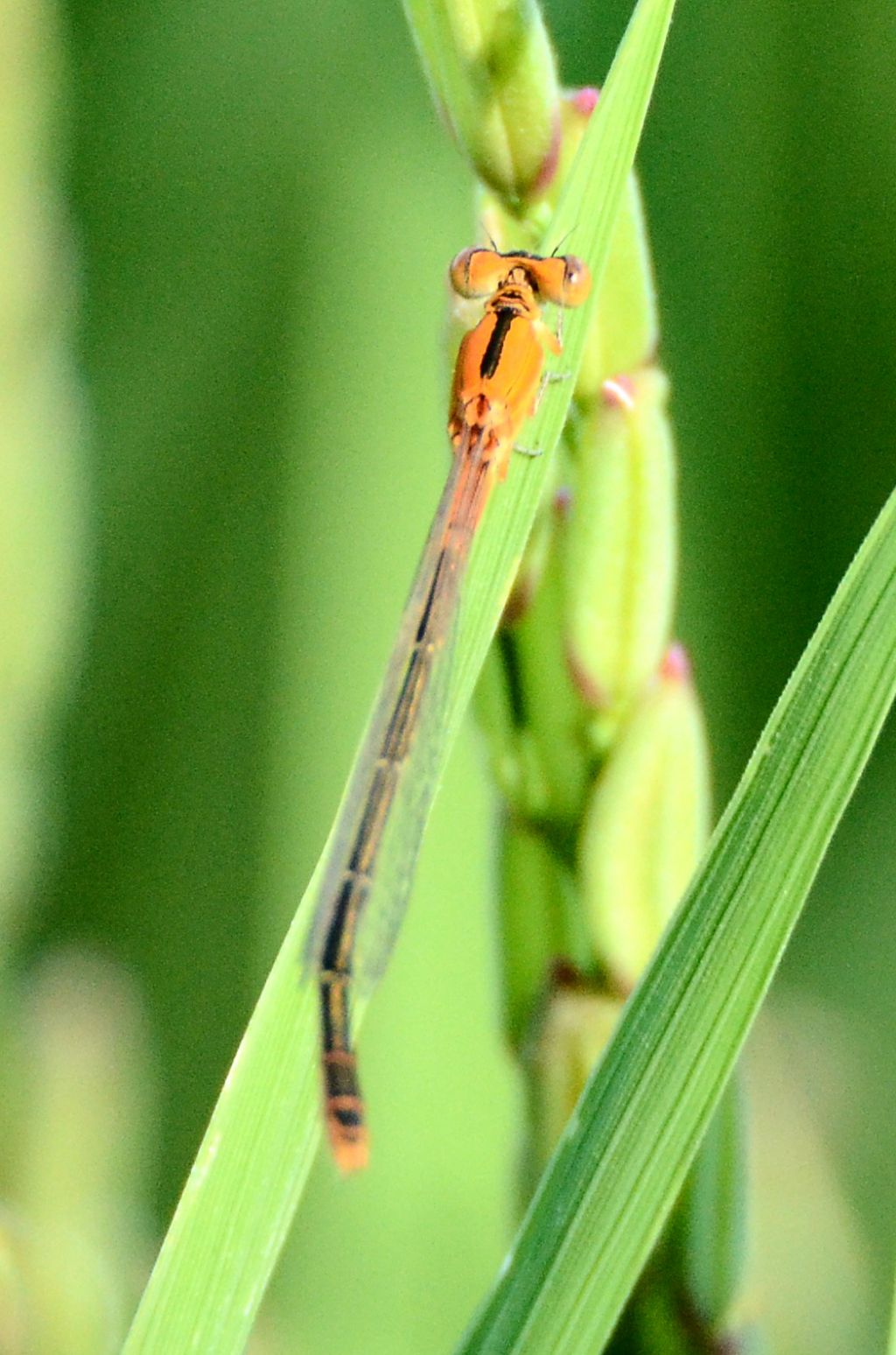 Ischnura pumilio, femmina e Ischnura elegans, maschio
